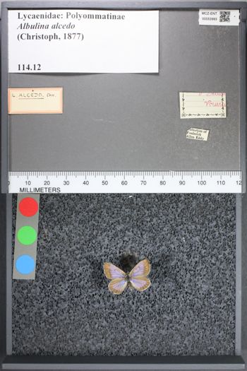 Media type: image;   Entomology 53993